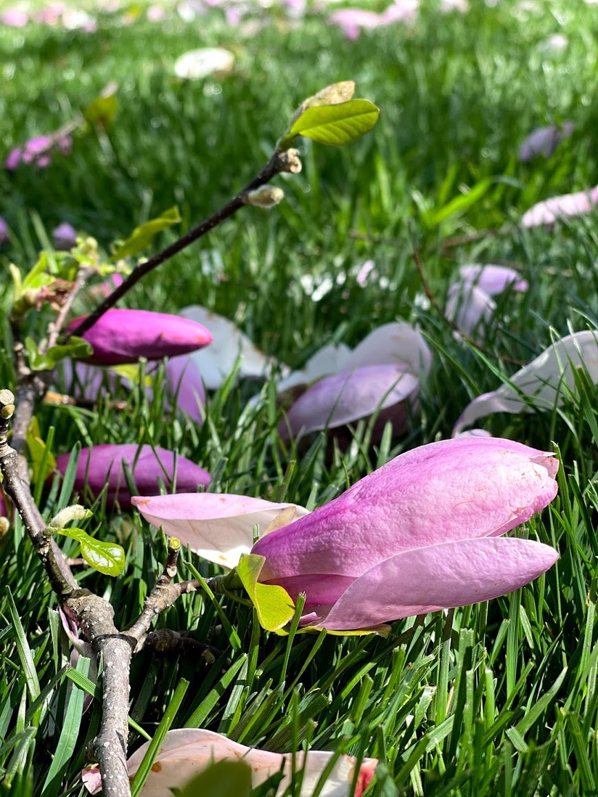 Spring Tree Care Checklist: What Every Homeowner Should Know