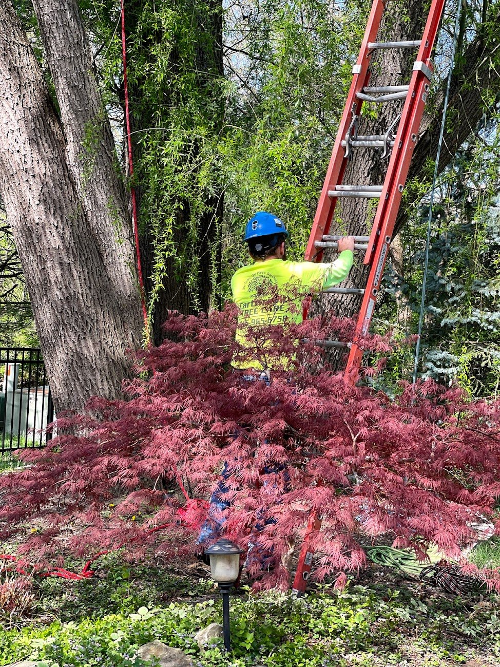 Spring Tree Care in Kansas City, Missouri