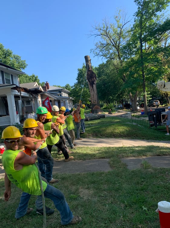 Trusted Experts. Personalized Service. Peace of Mind. For all of your tree care needs Trusted Experts. Personalized Service. Peace of Mind. For all of your tree care needs