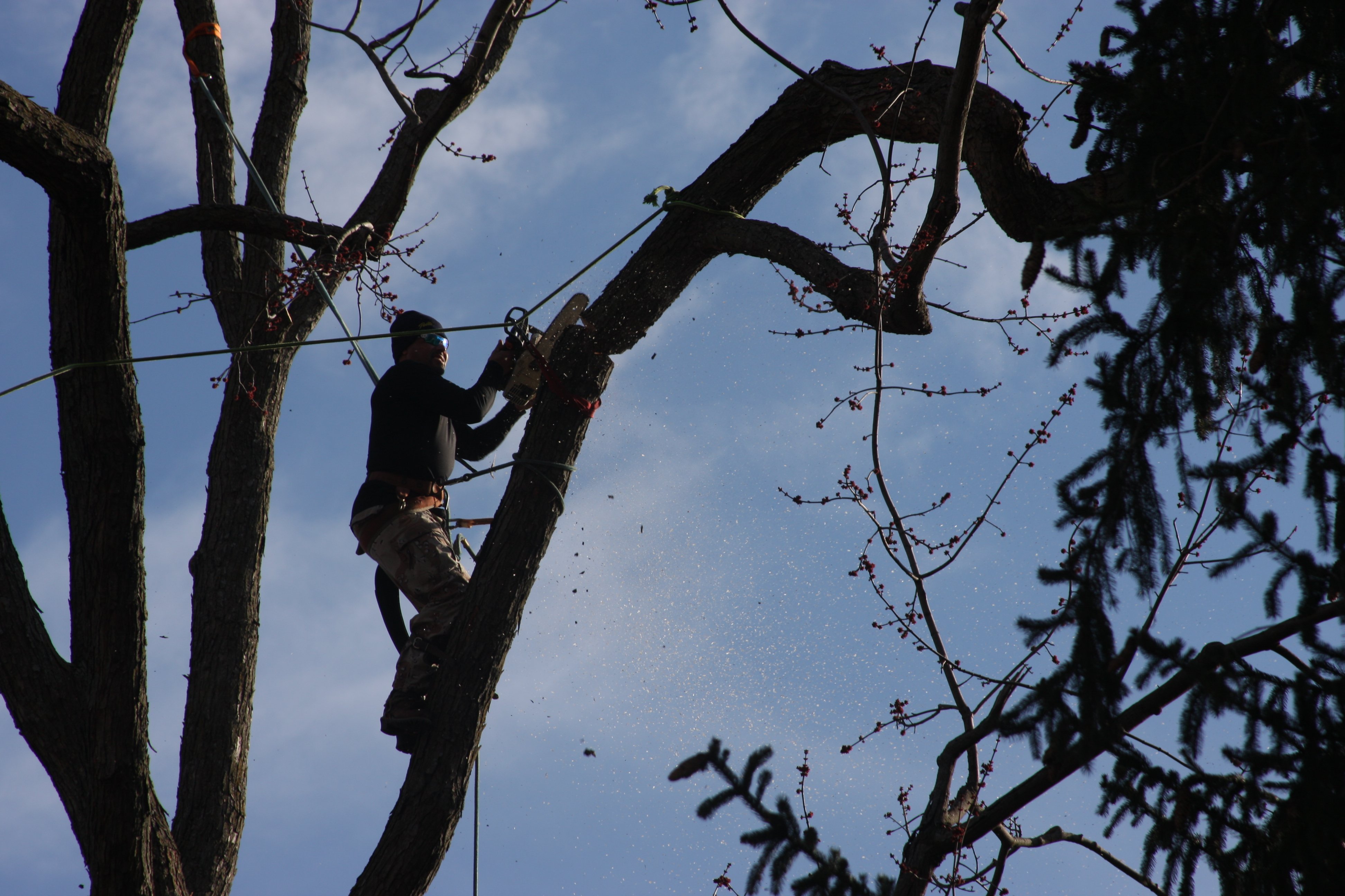 Removing a really tall tree in kansas city