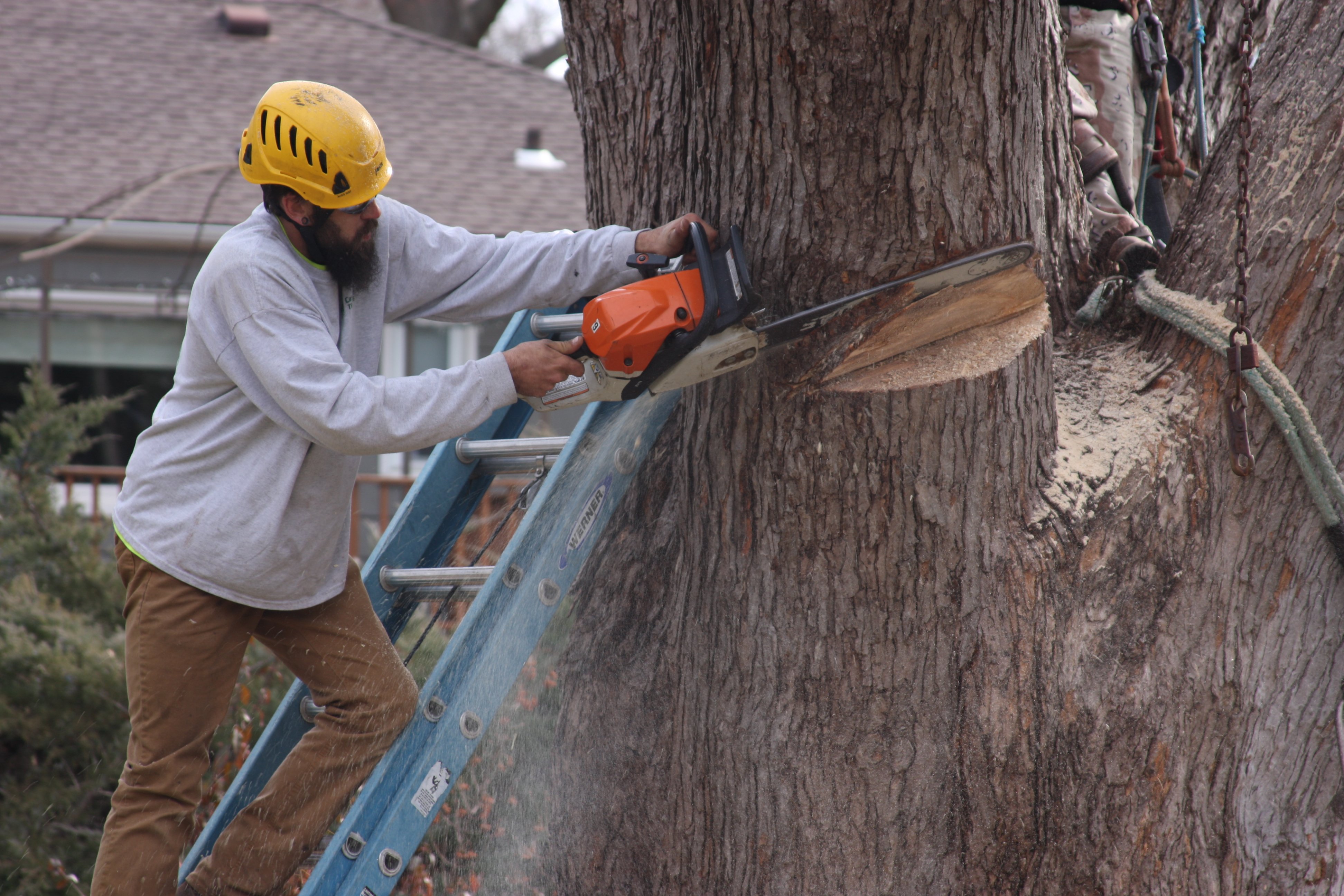 Notching a large tree trunk in kansas city to prepare for removal