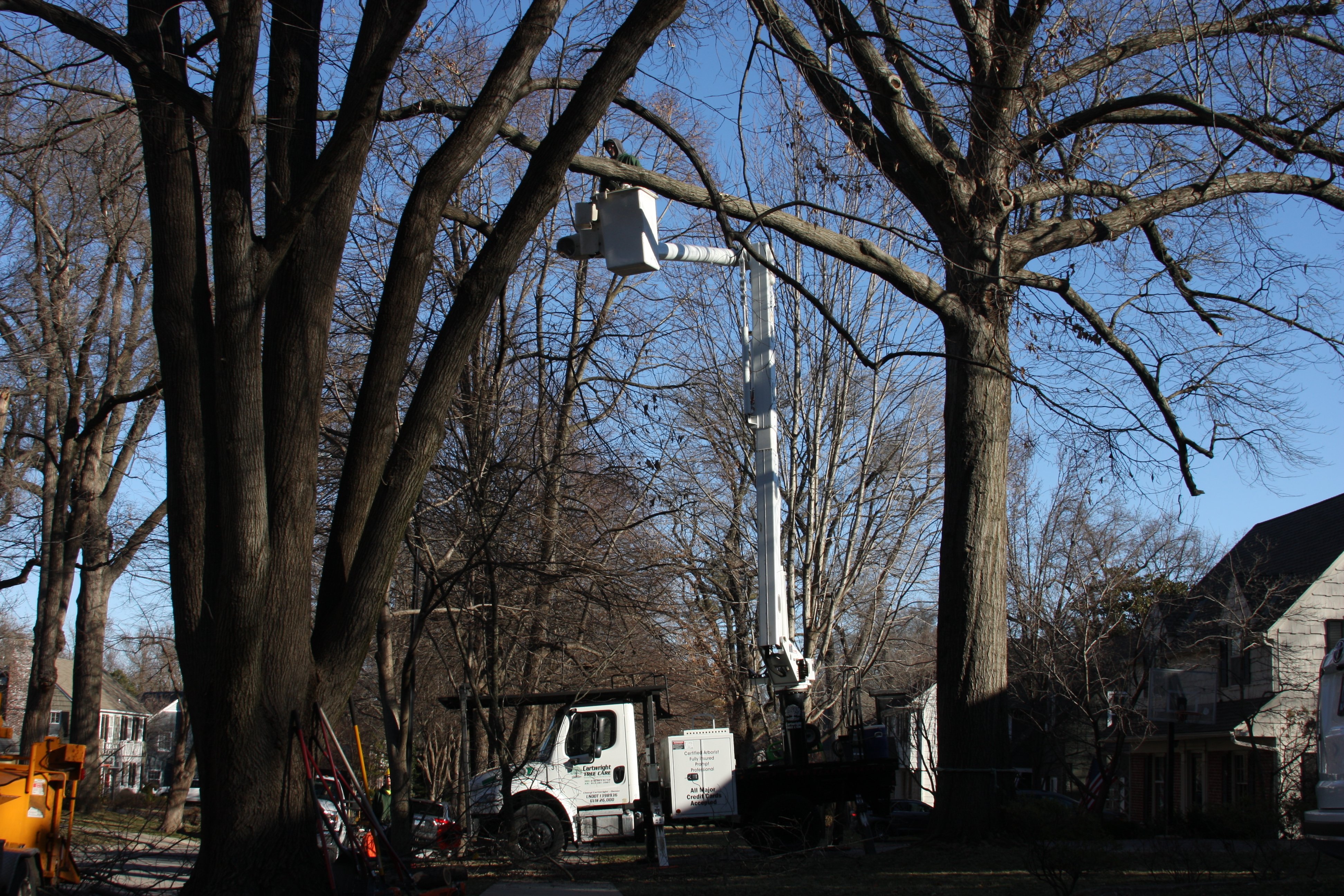 Using a bucket truck to trim and tree in kansas city