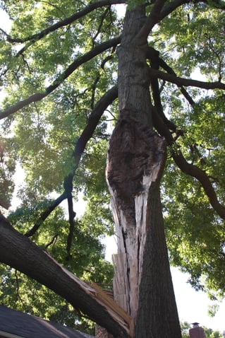 Kansas City tree removal services
