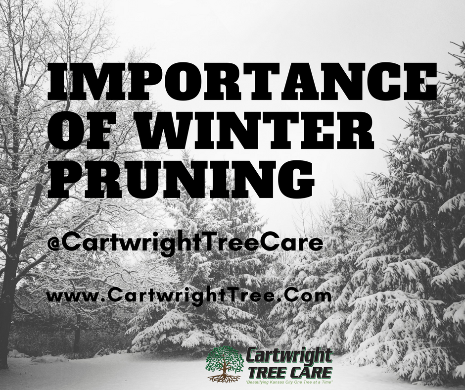 The Importance of Winter Pruning in Kansas City