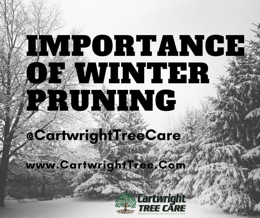 Importance of winter pruning.png