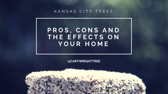 Kansas City Trees – pros, cons and the effects on your home