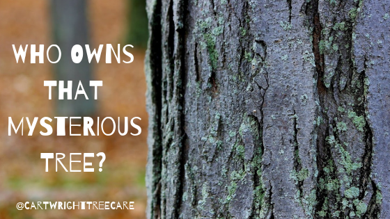 May Blog Cover - Who Owns That Mysterious Tree_