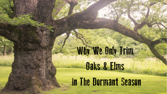 May Blog Cover - Why We Only Trim Oaks & Elms In The Dormant Season