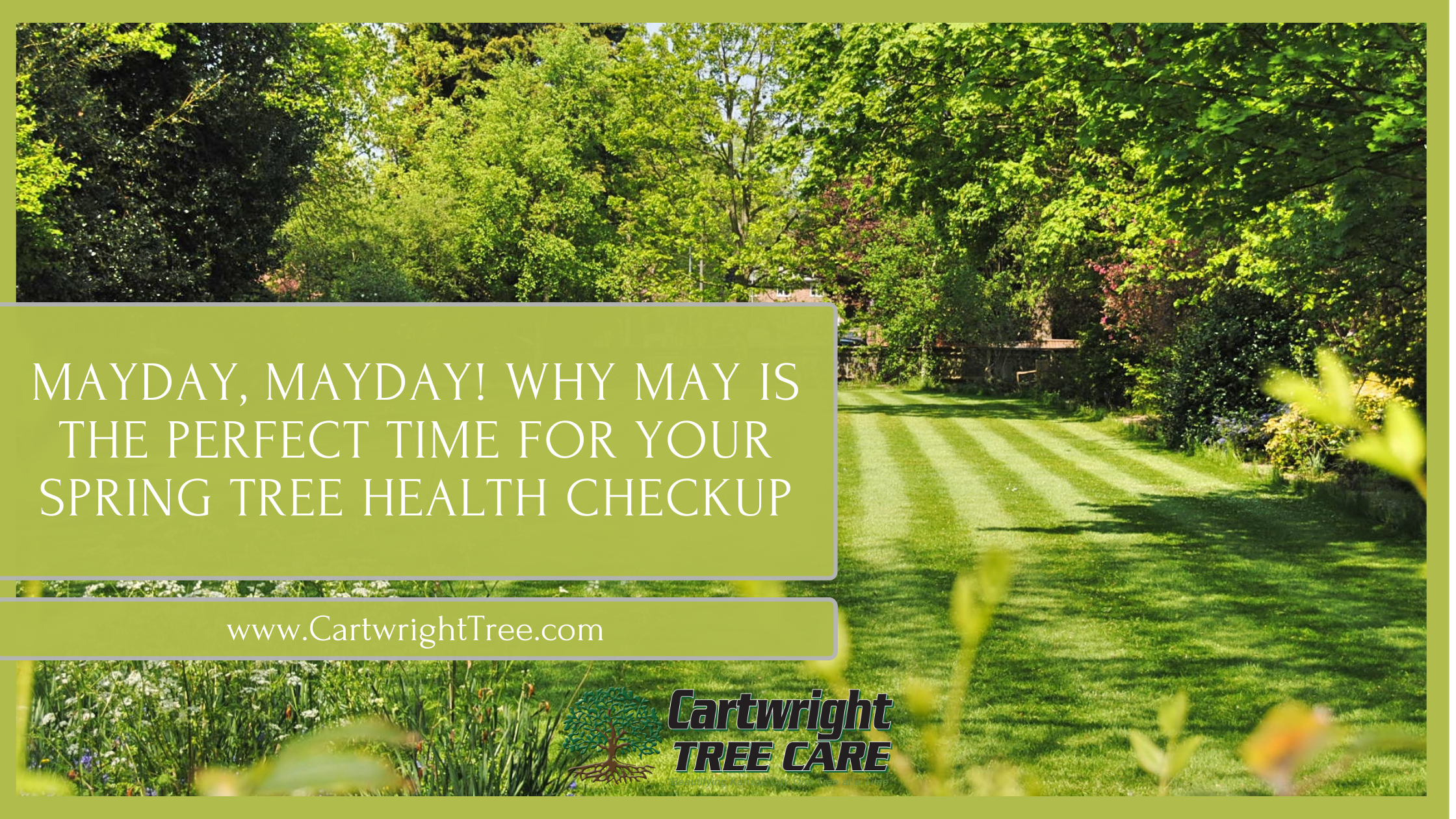 Mayday, Mayday Why May is the Perfect Time for Your Spring Tree Health Checkup