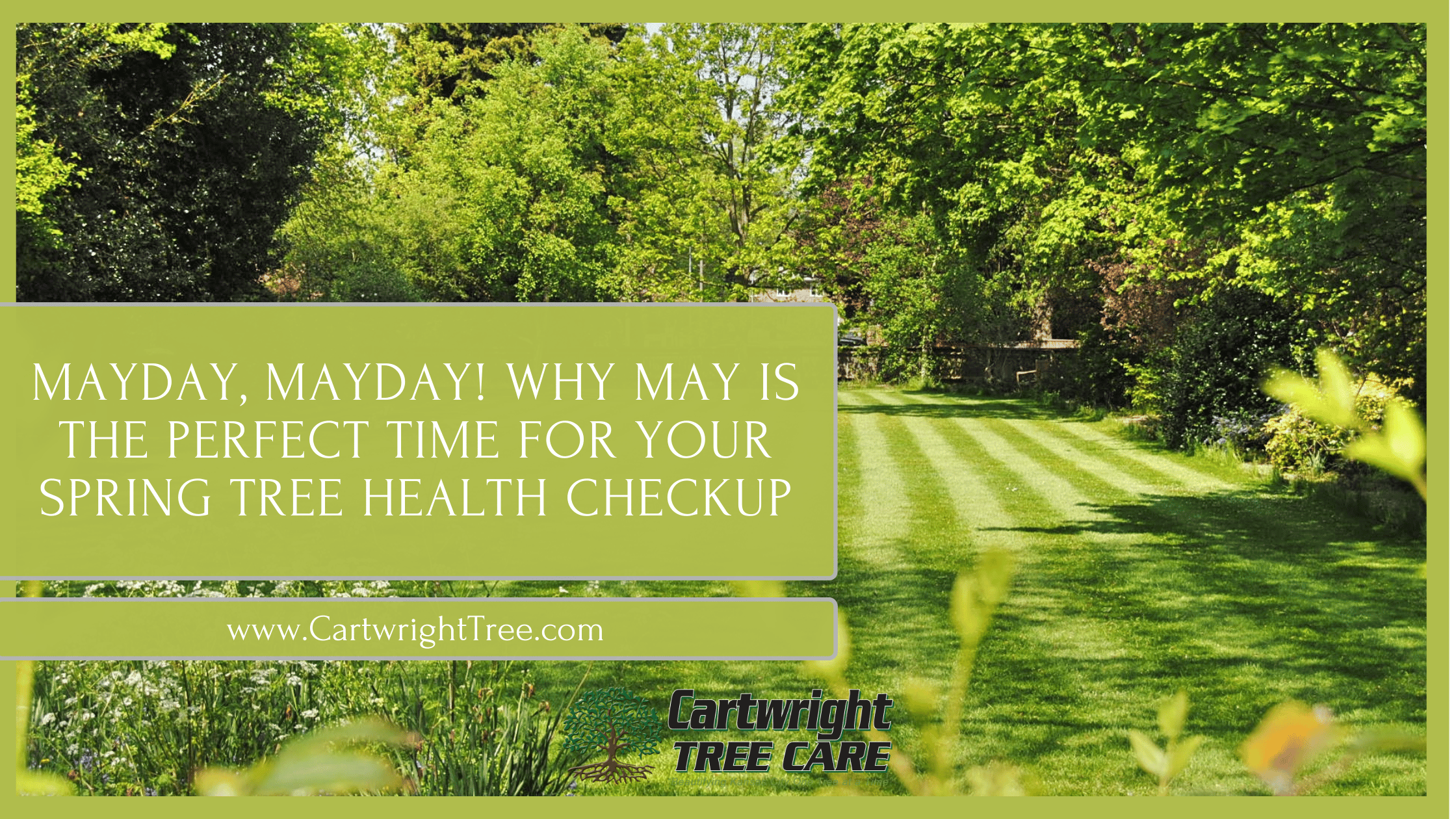 Springtime Mayday Mayday, Mayday! Why May is the Perfect Time for Your Spring Tree Health ...