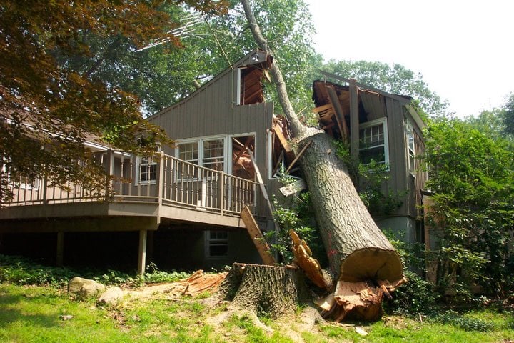 tree_in_house
