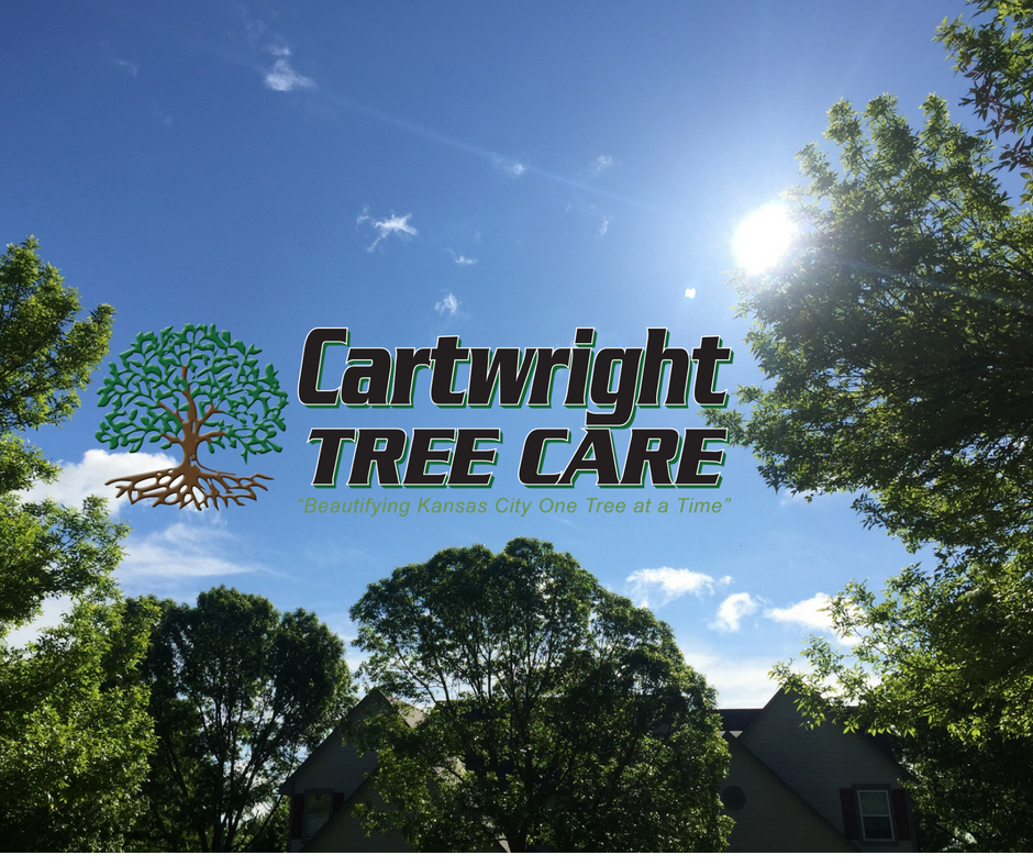 cartwright tree care in kansas city, mo