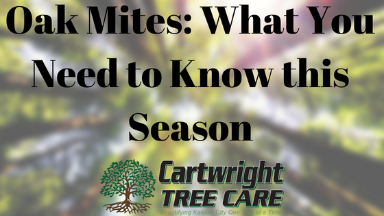 Oak Mites_ What You Need to Know this Season