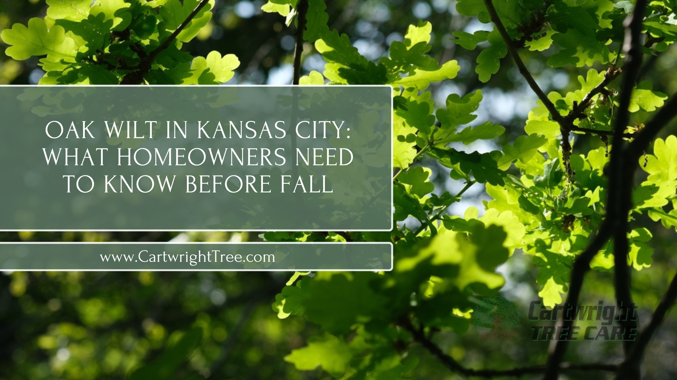 Oak Wilt in Kansas City What Homeowners Need to Know Before Fall