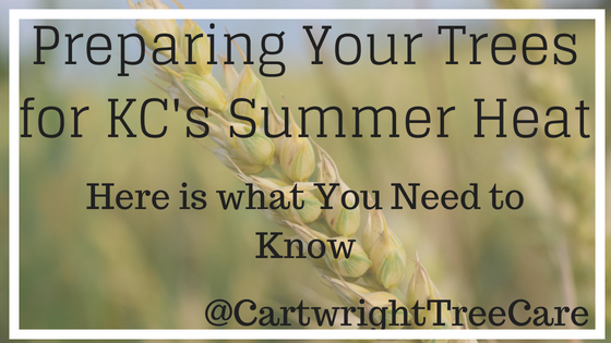 Preparing Your Trees for KC's Summer Heat