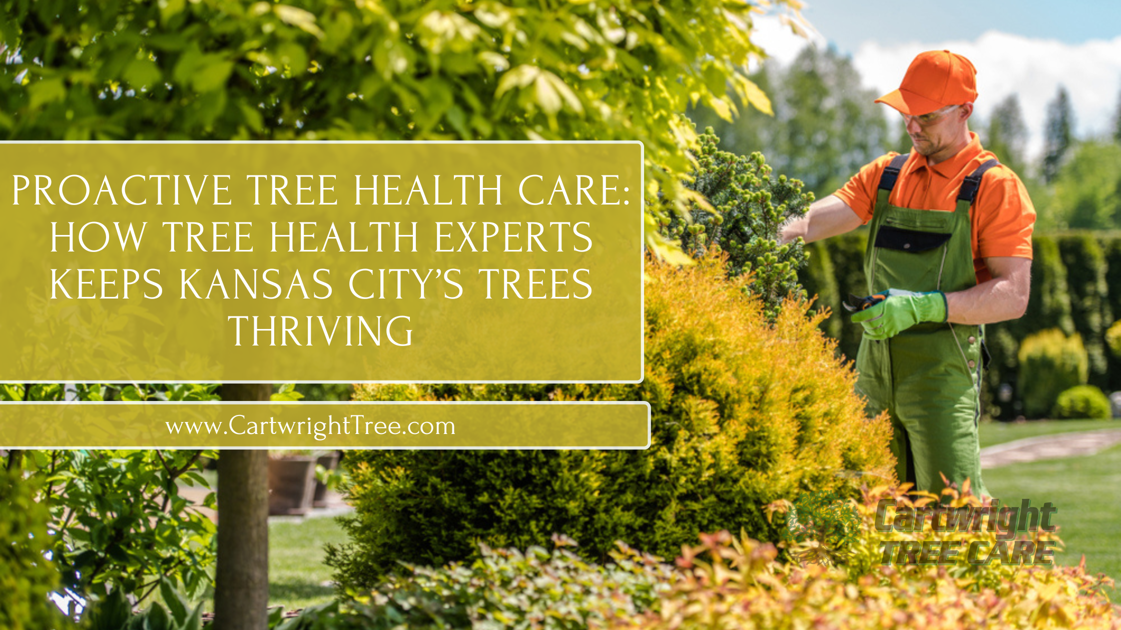 Proactive Tree Health Care How Tree Health Experts Keeps Kansas City’s Trees Thriving