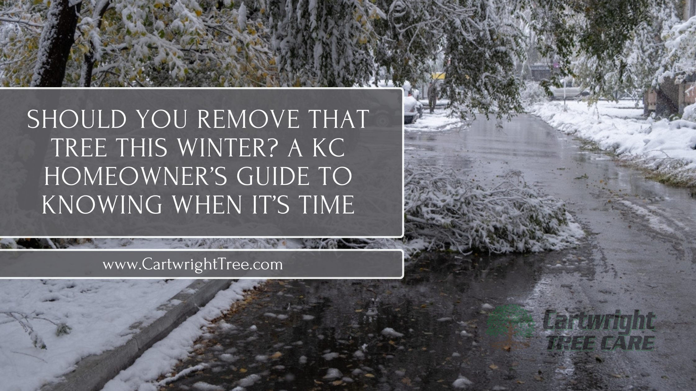 Should You Remove That Tree This Winter A KC Homeowner’s Guide to Knowing When It’s Time