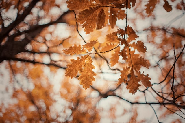 shutterstock_342142826.jpg