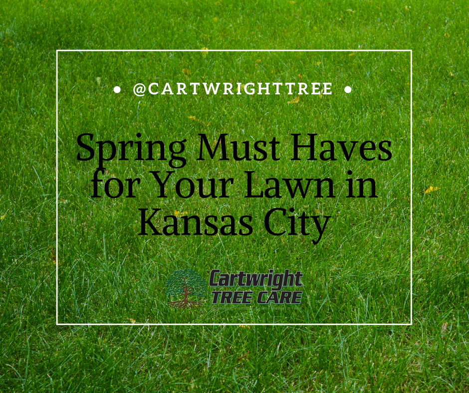 Spring Must Haves for Your Lawn.png