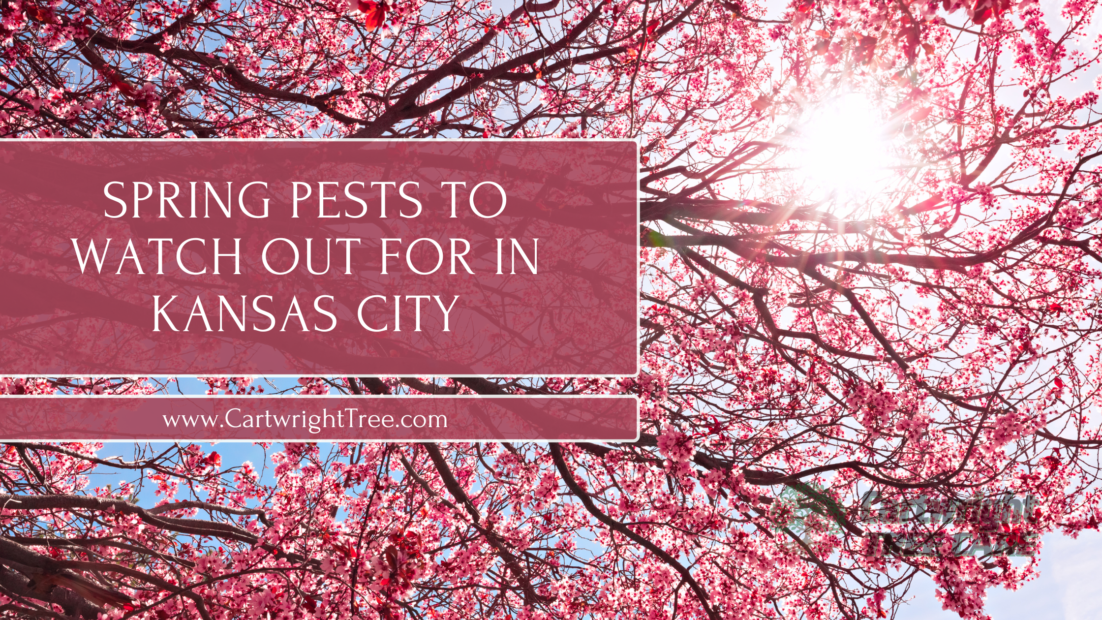 Spring Pests to Watch Out For in Kansas City