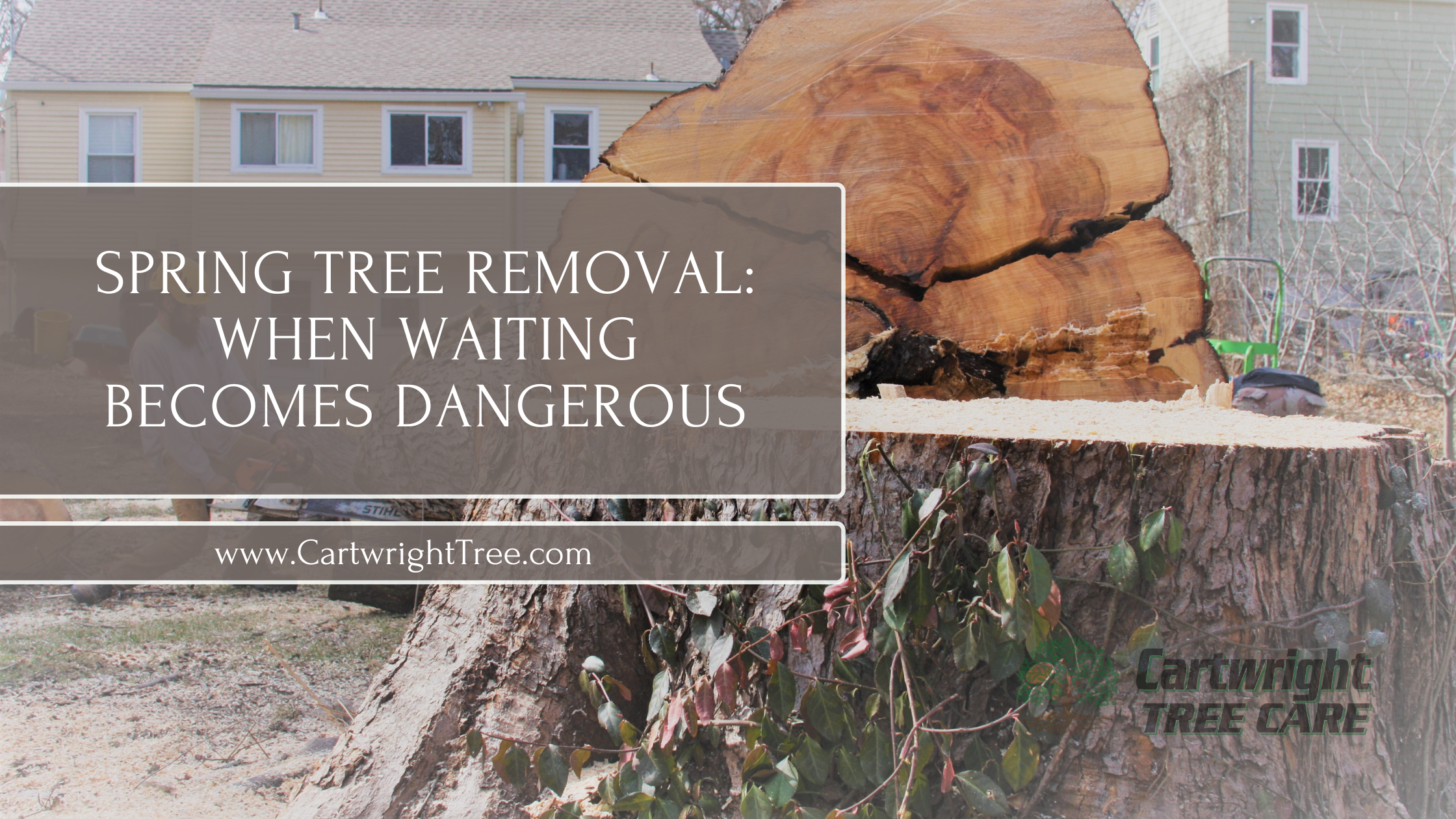 Spring Tree Removal When Waiting Becomes Dangerous