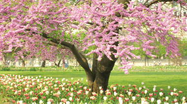 Spring Tree Care in Kansas City
