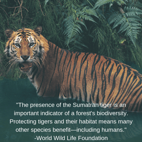 Sumatra Tiger