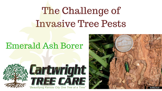 The Challenge of Invasive Tree Pests