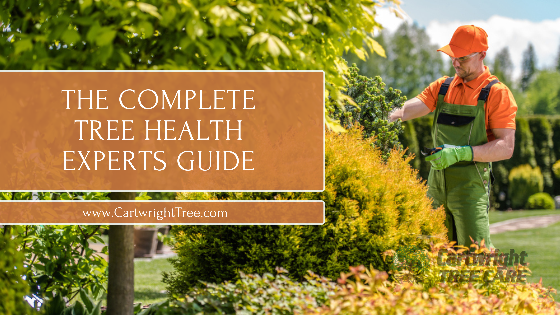 The Complete Tree Health Experts Guide