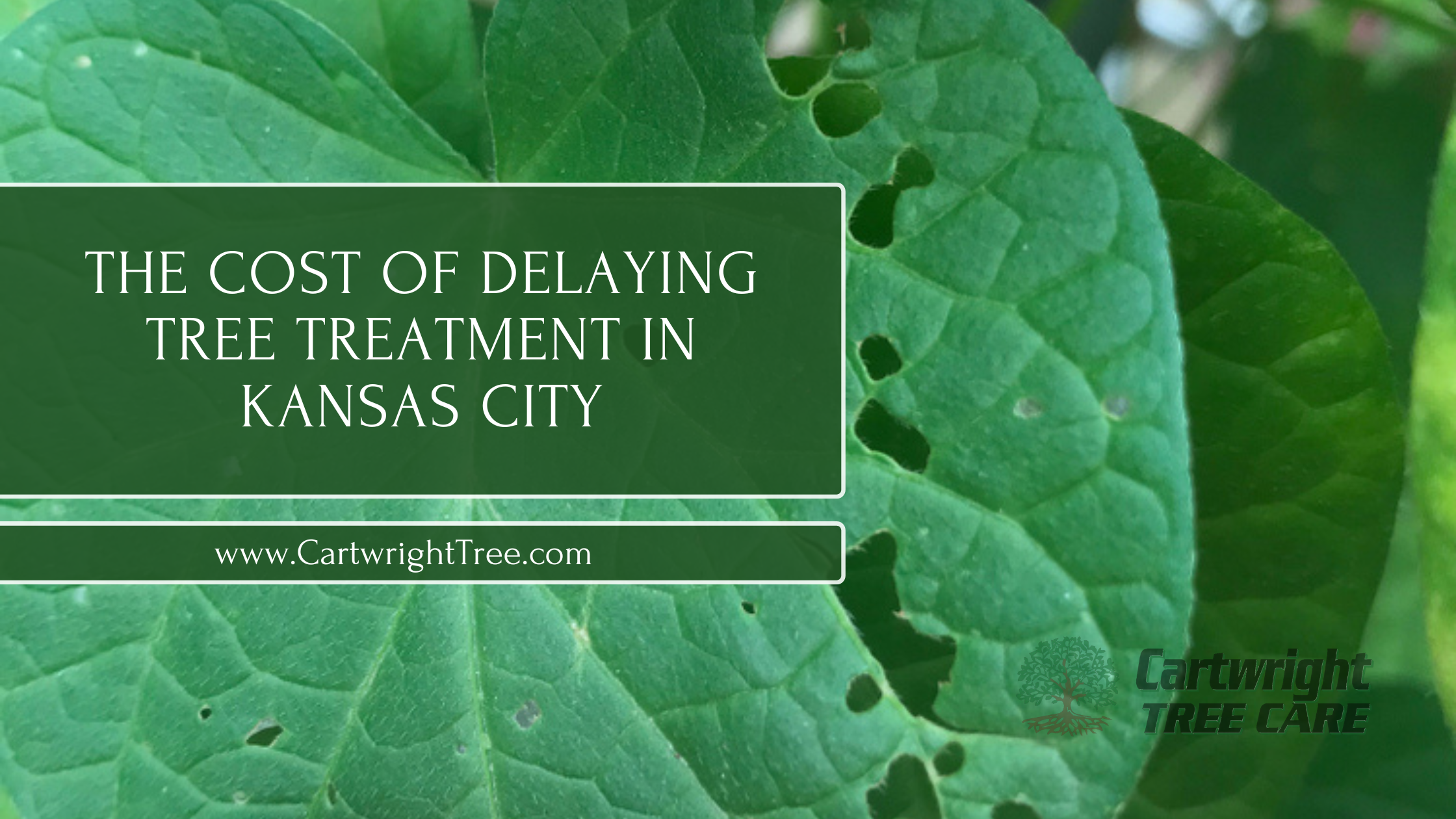The Cost of Delaying Tree Treatment in Kansas City