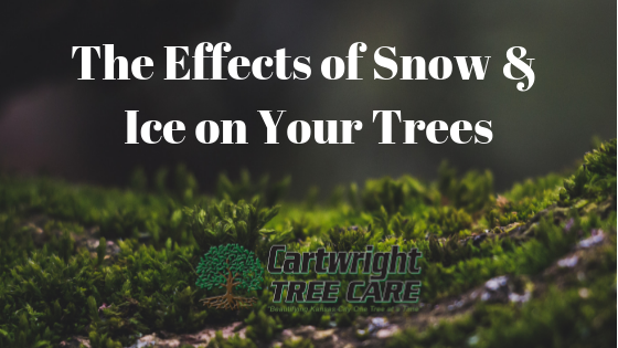 The Effects of Snow & Ice on Your Trees