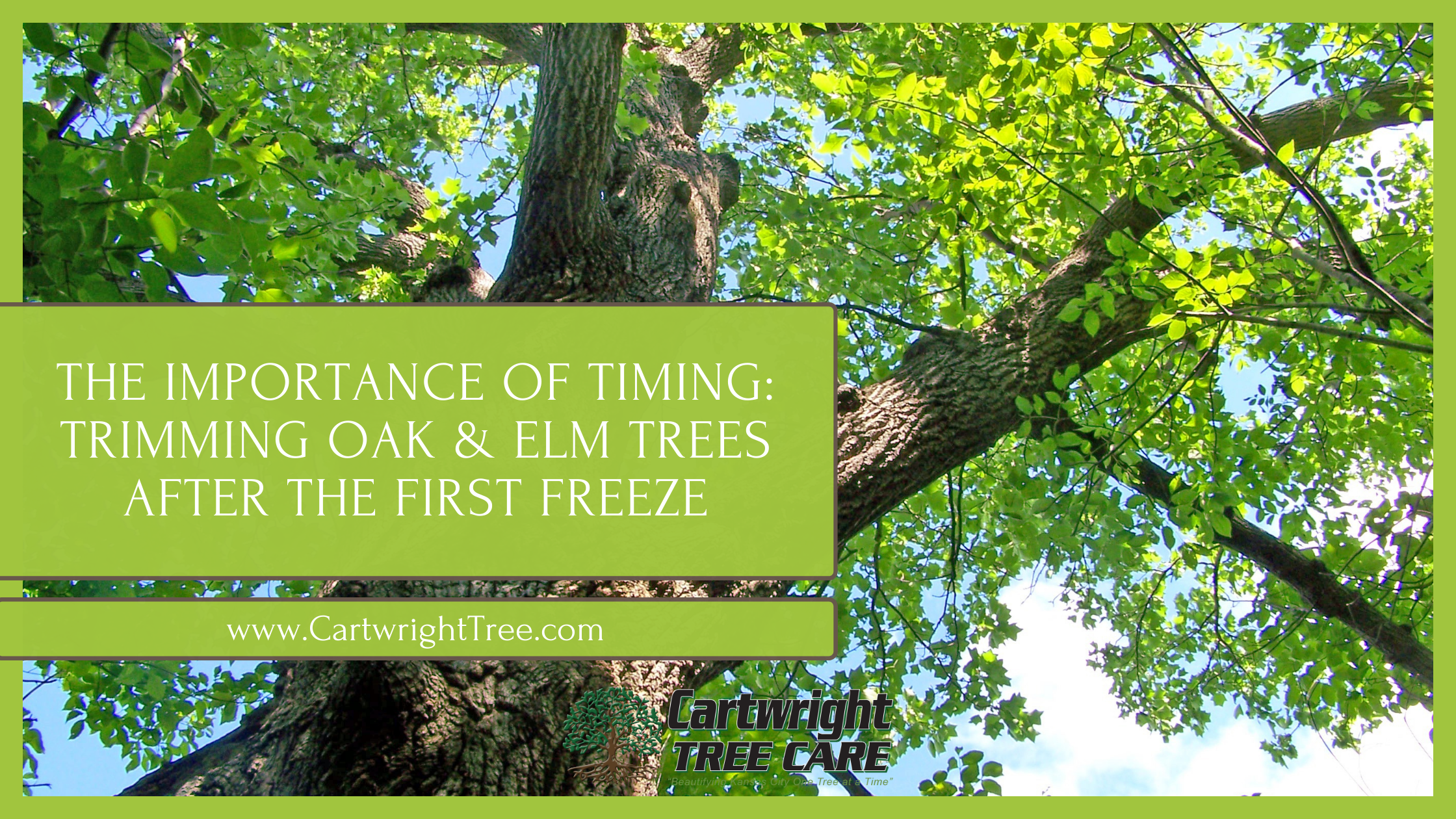 The Importance of Timing Trimming Oak & Elm Trees After the First Freeze