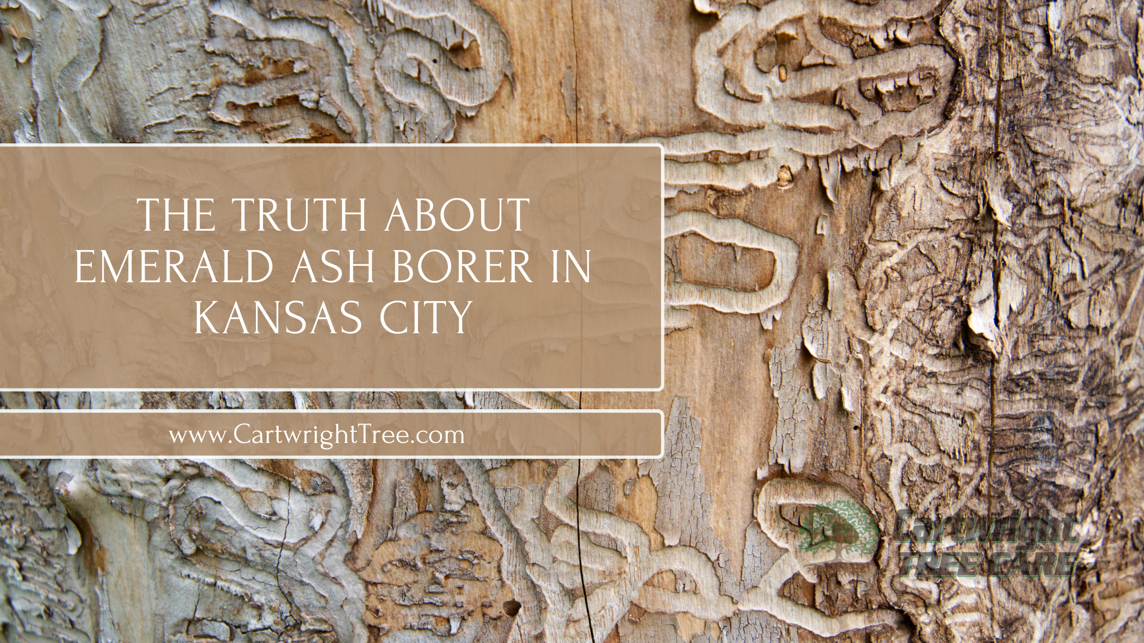 The Truth About Emerald Ash Borer in Kansas City