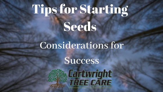 Tips For Starting Seeds