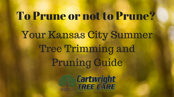 To Prune or not to Prune_ Your Kansas City Summer Tree Trimming and Pruning Guide