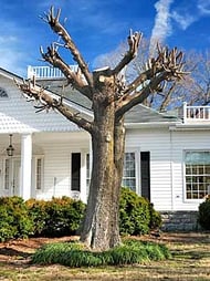 Topped-tree-250x3552.jpg