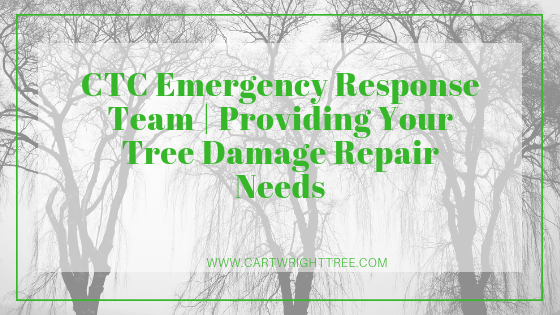 Tree Damage Repair