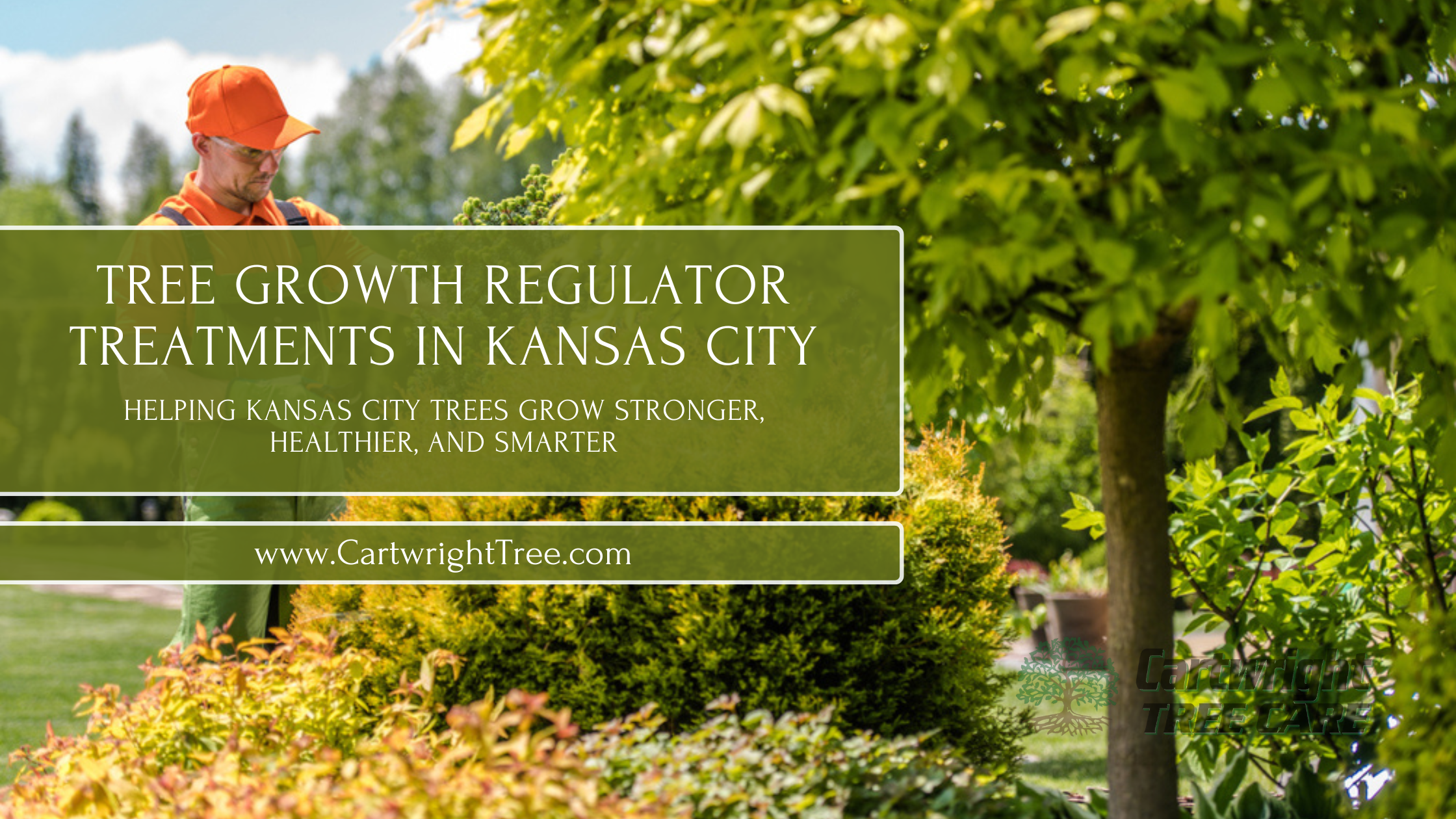 Tree Growth Regulator Treatments in Kansas City