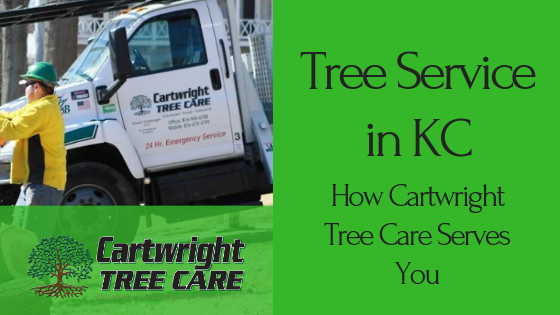 Tree Service in KC