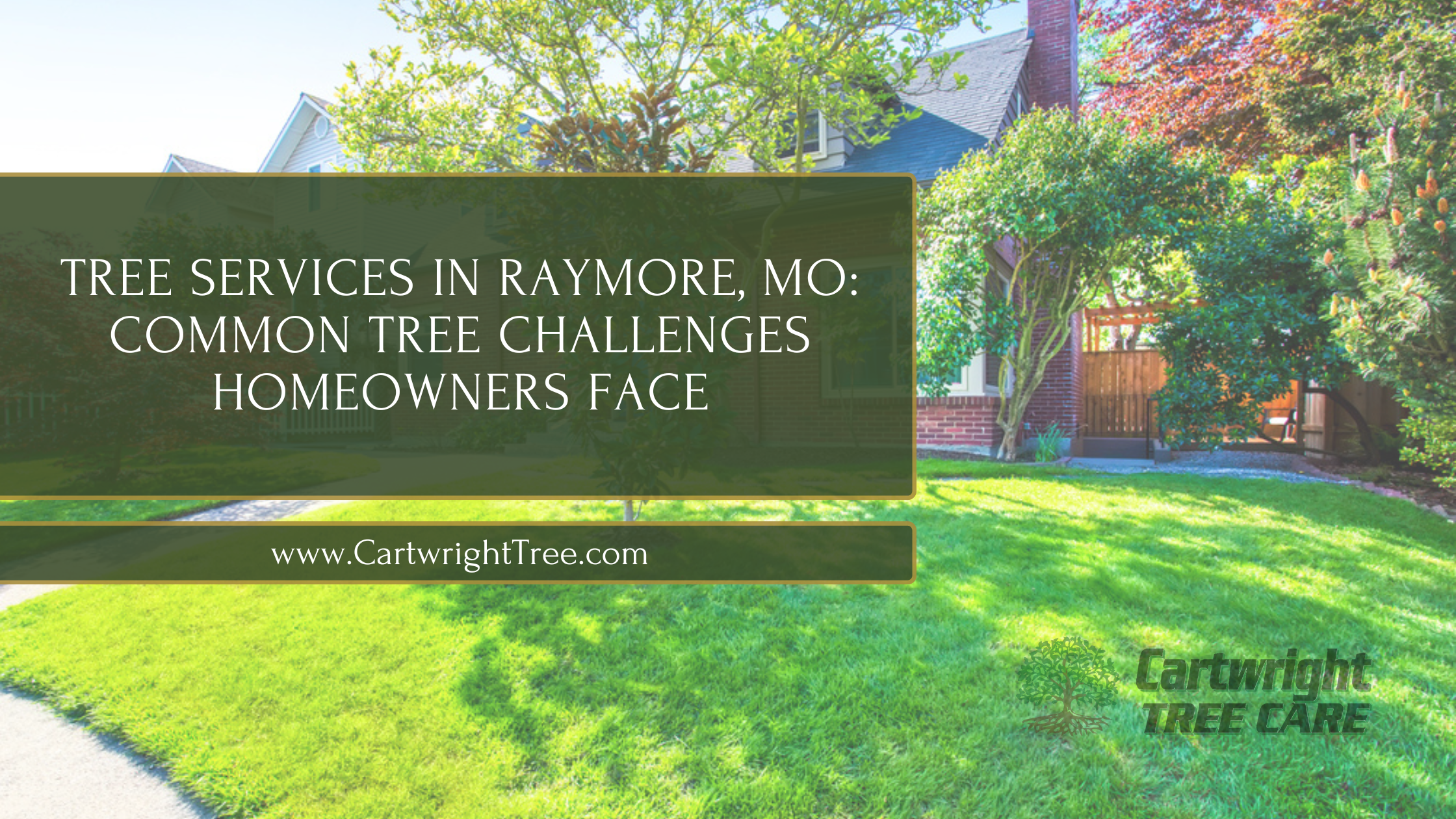 Tree Services in Raymore, MO Common Tree Challenges Homeowners Face