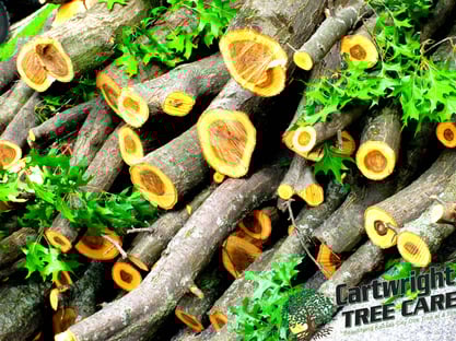 Kansas City Tree Care Service 