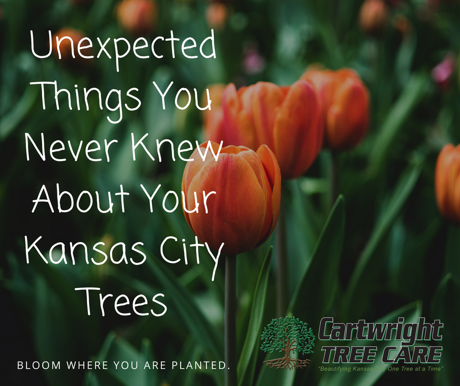 Unexpected Things You Never Knew About Your Kansas City Trees.png