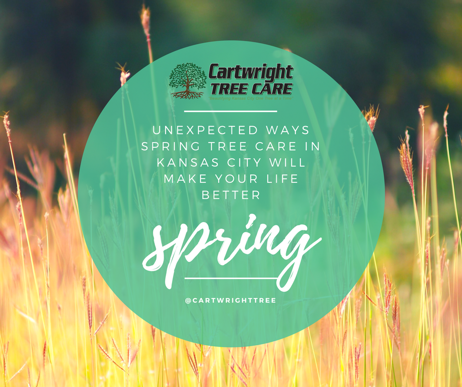 Unexpected Ways Spring Tree Care in Kansas City Can Make Your Life Better.png