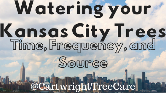 Watering your Kansas City Trees