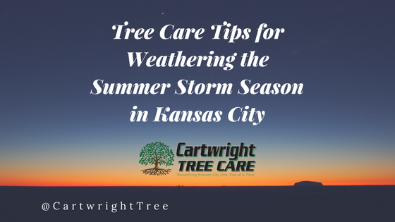 Weathering Storm Season