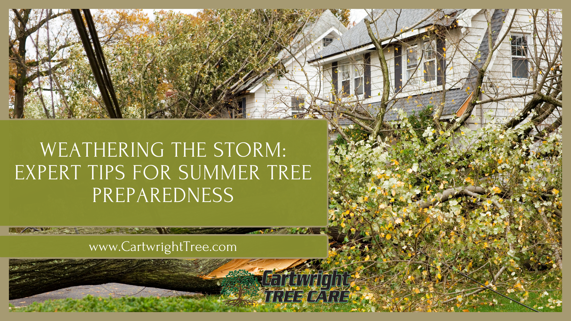 Weathering the Storm Expert Tips for Summer Tree Preparedness