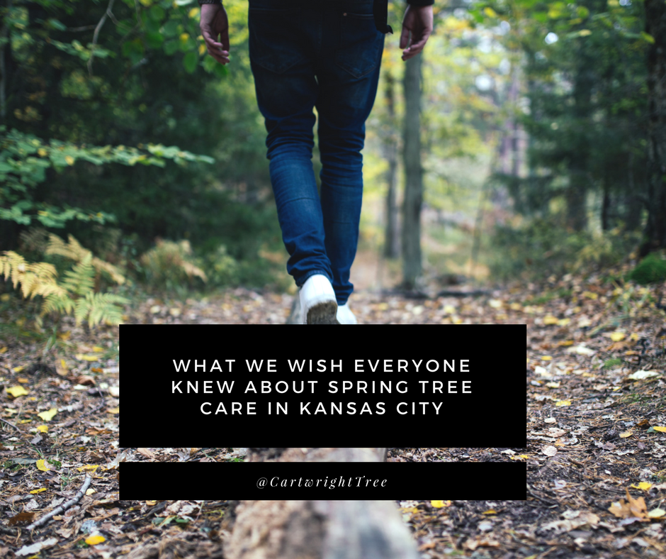 What We Wish Everyone Knew About Spring Tree Care in Kansas City.png