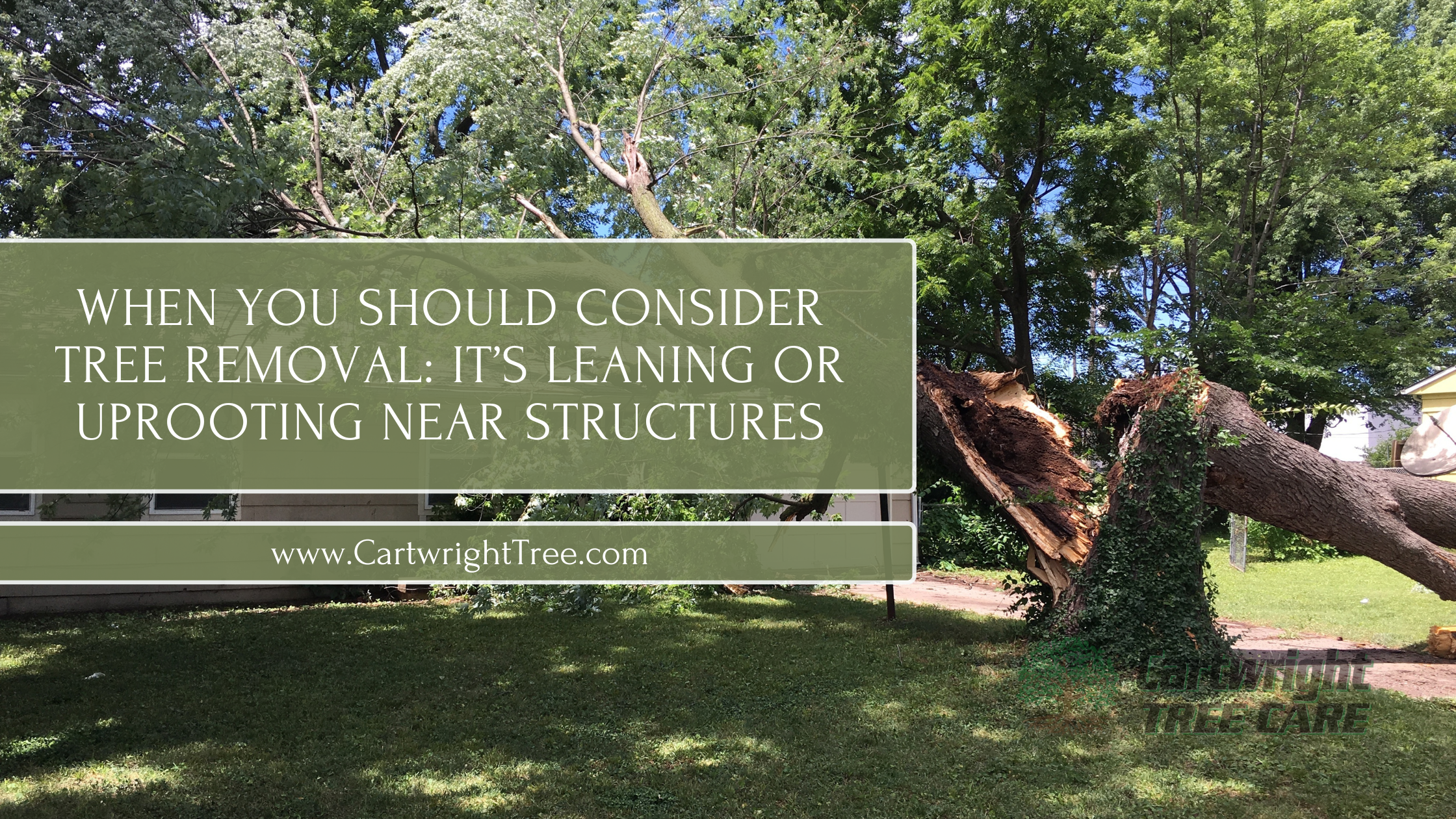 When You Should Consider Tree Removal It’s Leaning or Uprooting Near Structures