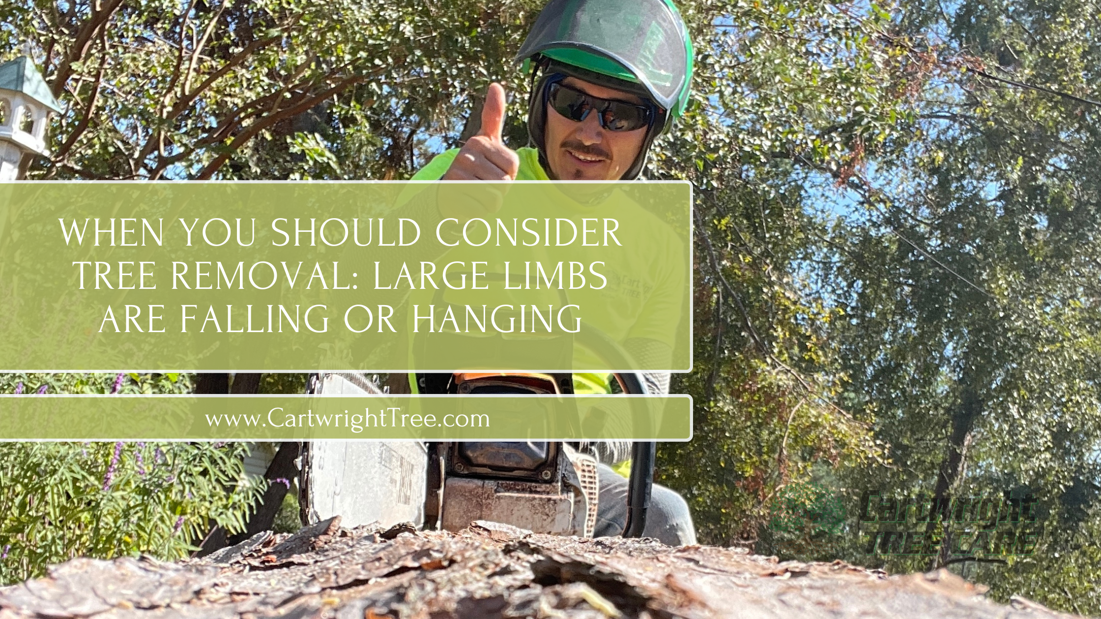 When You Should Consider Tree Removal Large Limbs Are Falling or Hanging