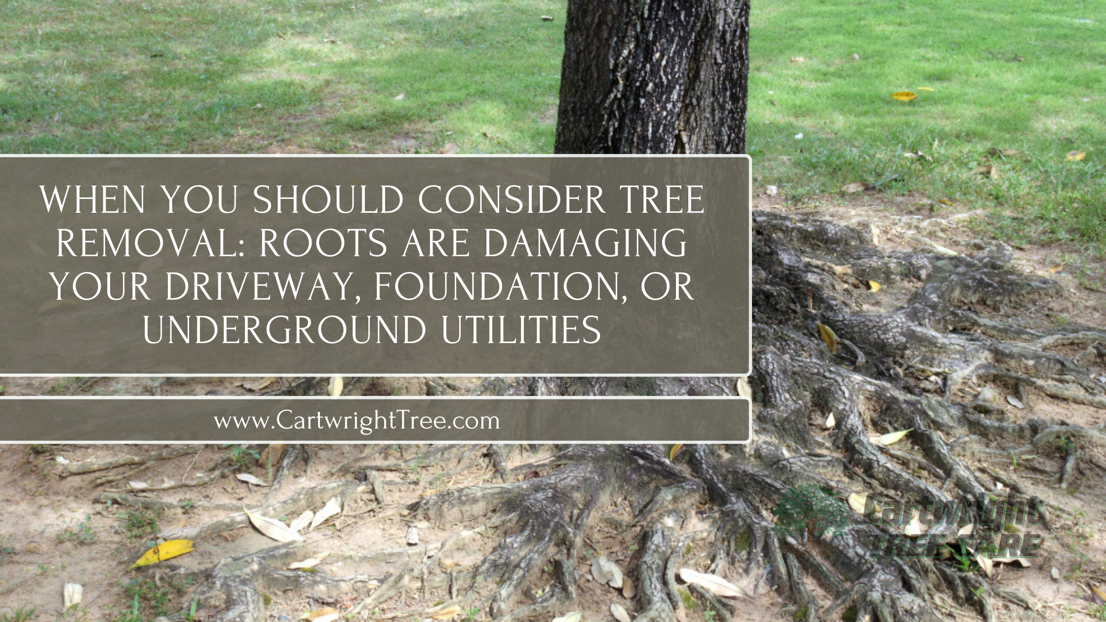 When You Should Consider Tree Removal Roots Are Damaging Your Driveway, Foundation, or Underground Utilities